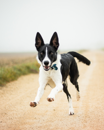 Born at Creekside A Dragon's Legend Molvic