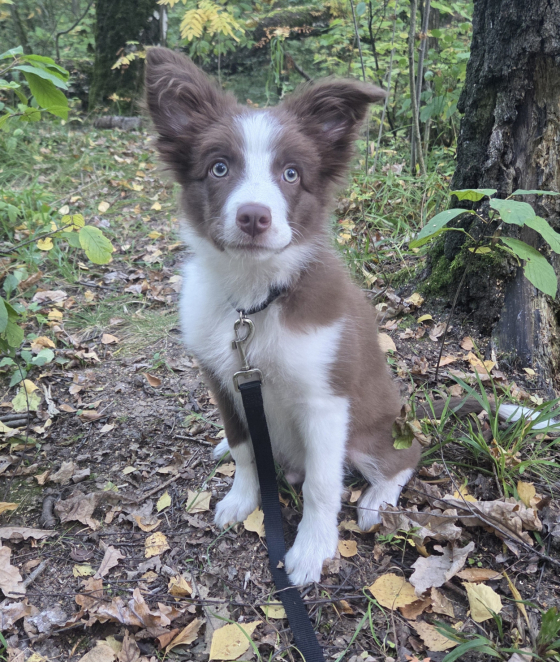 Fritsweet Lemon Super Star