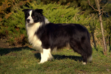 Arow Elegant Rascal