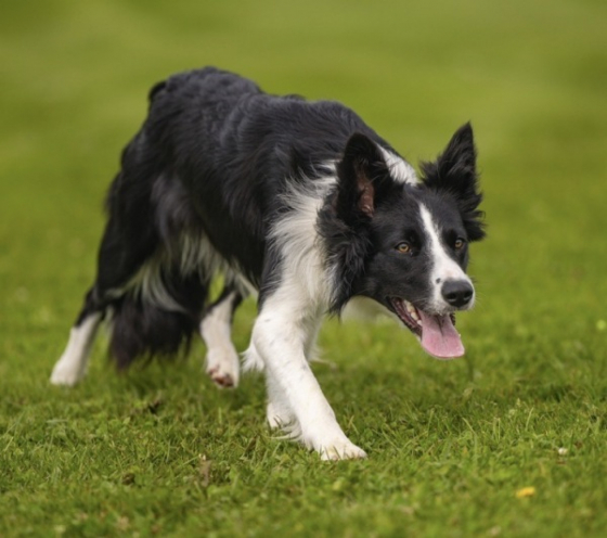 Triandfly My Sunshine