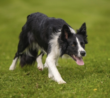 Triandfly My Sunshine