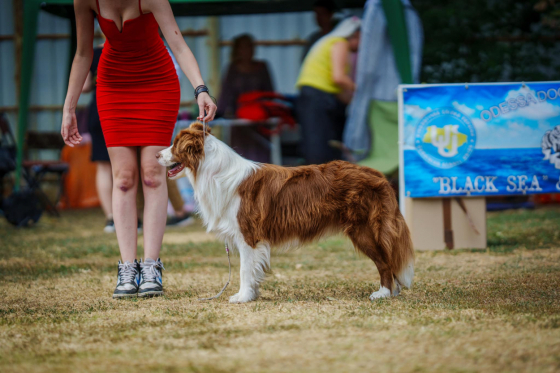 Tariy Praesepe In Dog