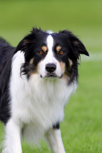 Halligalli Theatre Of Dreams