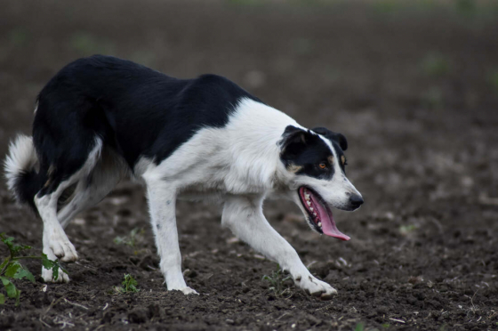 Bariguard Dynamic Zumba