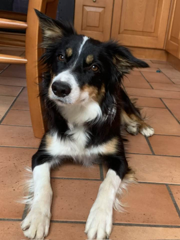 Gingerbell Here Come The Sun