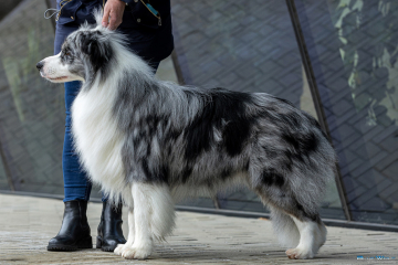 Due Parchi Pic Pokey Paris