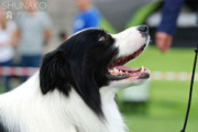 Enrico Stars Border Collies