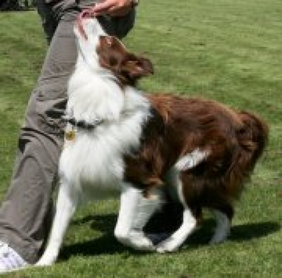 Rosmarinus The Chocolatier