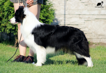 Cashmere Del Quatro Amo