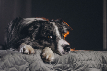 Chucky Pallada Pastoral