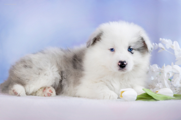 Atapaski Lionetta Vays