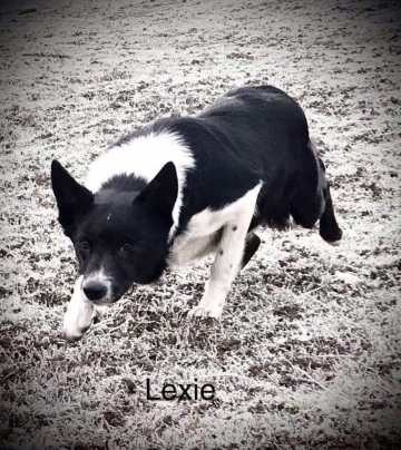 Lexie