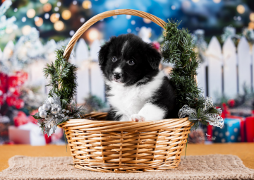 Alice Was Made for Love