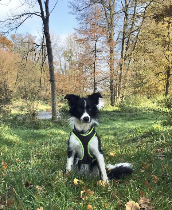 Penny Lane of Austrian Diamonds