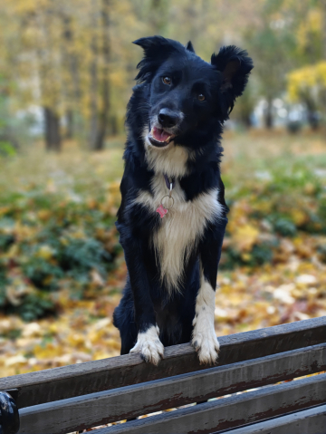 Ria Delightful Magic