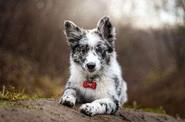 Zefir-Zener Created For Win