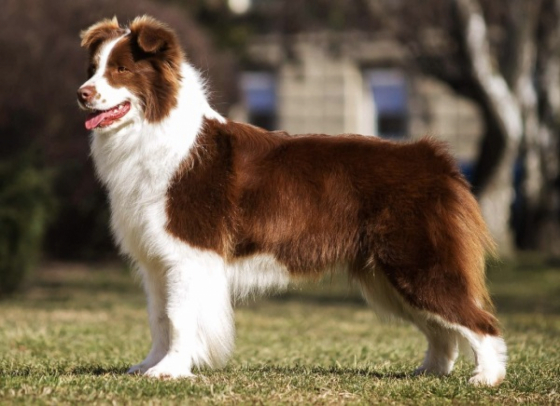 Honey Fairytales Dangerously In Love