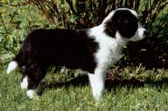 Briskness Cicciolina