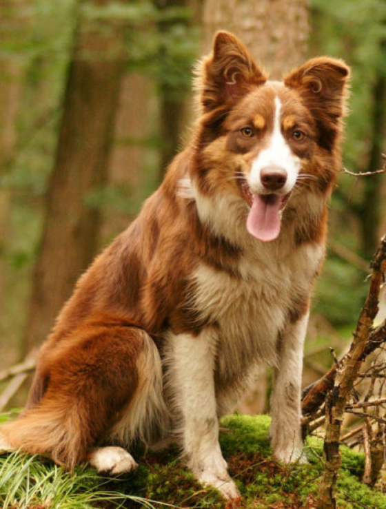 Fruity Kiss From Let's Border