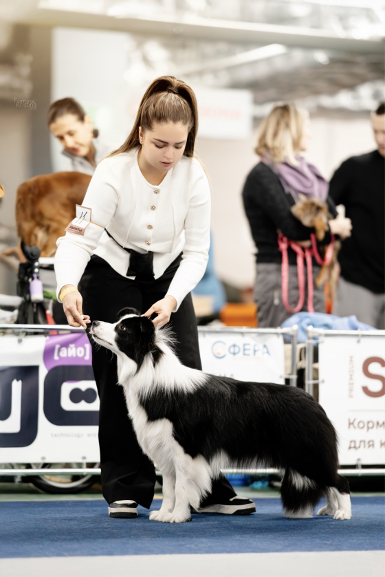 Vital Pet Evening Star