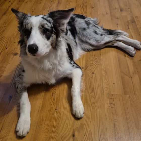 Tenzym LeGa ex Family Geluzee