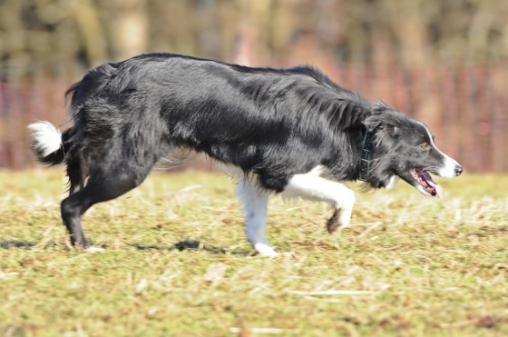 Quja from Shepherds Own