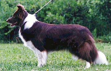 Pythagoraan Kangaroo Dream