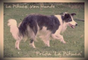 Frida La Pituca Von Hunde