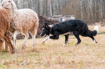 Nafani Yarrow's Maiden