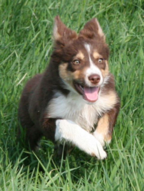 I Am Irysse From Doggone Borders