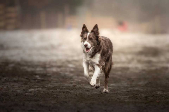 Divine Mystery Still Run