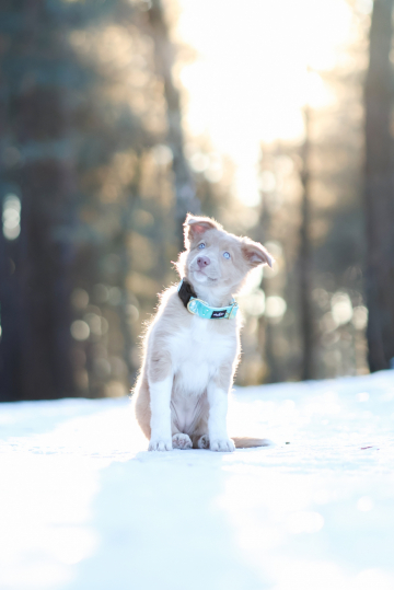 You Were Born To Fight For Dreams From Flying Colors Borders