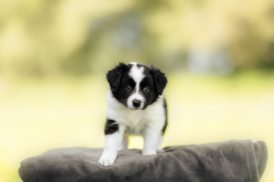 Aka Dovee Blaze the Way